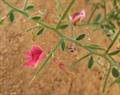 camelthorn-bush, Caspian manna, Persian mannaplant